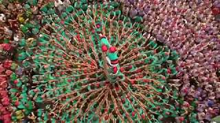 Castellers de Vilafranca  Td8  Sant Fèlix 2017 [upl. by Coonan]