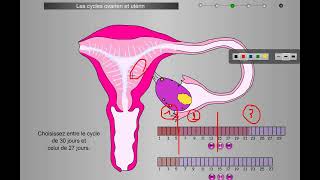 Cycle de lendomètre explication simple [upl. by Ayekal]