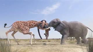 Elephant vs Giraffe Water Fight [upl. by Hedberg]