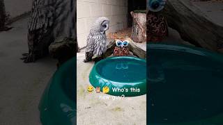 😂🦉🤔Whos this Great Grey Owl Nigel 🦉shorts short owl owls birds bird pets pet funny [upl. by Terriss786]