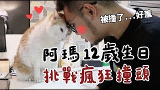 【黃阿瑪的後宮生活】阿瑪12歲生日！挑戰瘋狂撞頭！ [upl. by Ajnot]