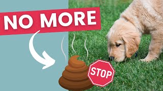 Stop Your Puppy From Eating Poop [upl. by Hendrickson]