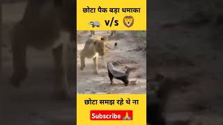 छोटा पैक बड़ा धमाका लाइन lion bijju [upl. by Mun955]