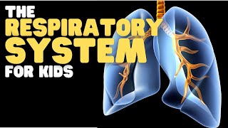 The Respiratory System for Kids [upl. by Yreffej]