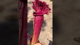 Sarracenia Pitcher plant eating flies pitcherplant [upl. by Dimond]