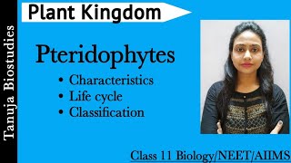 Plant Kingdom  Pteridophytes  General Characteristics and Life cycle Class 11 BiologyNEETAIIMS [upl. by Bate92]