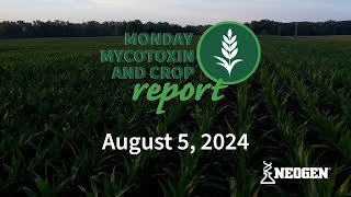 Monday Mycotoxin and Crop Report for August 5 2024 [upl. by Gessner990]