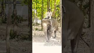 Gajraj in ormanjhi park ranchi ranchipark ormanjhizoo ormanjhi elephant animals [upl. by Audie802]