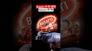 Bugatti Veyron is cheaper than Buffalo in Haryana manishbhardwaj bugattifans viralnews shorts [upl. by Ecilahs501]