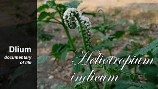 Indian heliotrope Heliotropium indicum  part 4 [upl. by Arama]