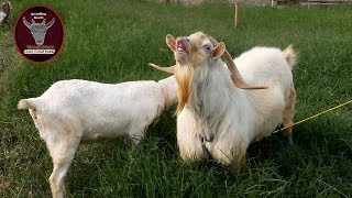 Wow is Amazing Big saanen Goat at quotBreeding Goatquot [upl. by Mady]