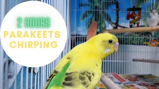 2 hours budgies chirping parakeets soundsPlay for your budgie or parakeet [upl. by Cade349]