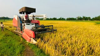 Kubota King pro Cutting Paddy  New Kubota Harvester Working [upl. by Audras]