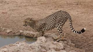 Cheetah Misty very nervous at waterhole [upl. by Quiteria]