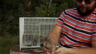 Raising Pharaoh  Coturnix Quail [upl. by Merissa]