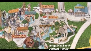 Jungala Busch Gardens Tampa [upl. by Annahoj736]