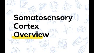 What is the Somatosensory Cortex  College Physiology [upl. by Ykcin205]