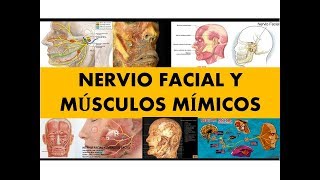 quotNERVIO FACIAL Y MÚSCULOS MÍMICOSquot [upl. by Lurlene]