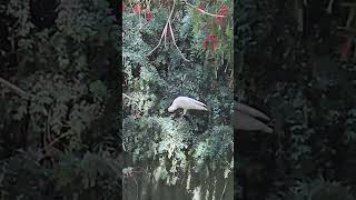 Yellow crested cockatoo is eating leaf hallsgap wildlife wildbirds shortfeed natue birds vic [upl. by Hooker593]