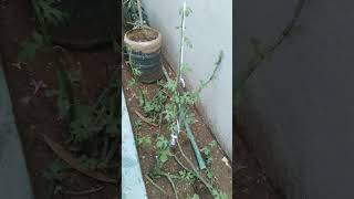 garden video youtubeshort gardeningtips tamil garden [upl. by Alyakcim]