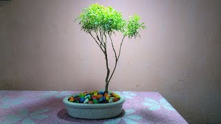 Aralia Bonsai  Ming Aralia Varieties Pruning amp Styling [upl. by Aicilaf]