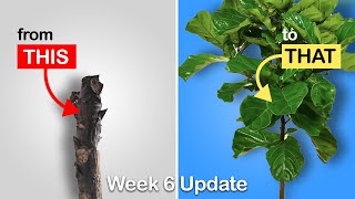 Easy way to get more branches on your Fiddle Leaf Fig or Rubber Tree Week 6 Update [upl. by Higginson]