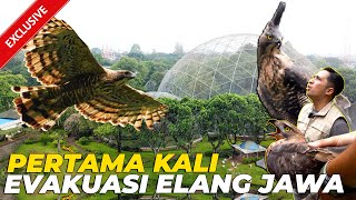 6 PERTAMA KALI EVAKUASI ELANG JAWA BIKIN HEBOH 1 KUBAH [upl. by Laetitia]