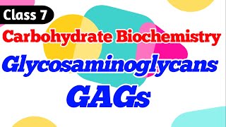 Glycosaminoglycans  GAGs  Carbohydrate Biochemistry class 7 [upl. by Orelie]