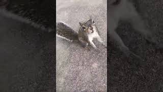 Mercy Alaskas daughter came with a green headband 🤭😊😂😃 🐿️👍🛎️😉❤mysquirrelsonthebalcony squirrel [upl. by Eirual533]