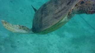 Tortue Ã Ngouja  Mayotte [upl. by Karin113]