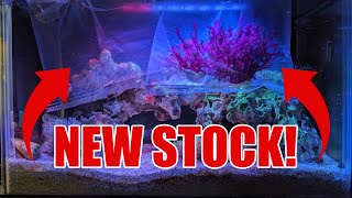 Adding Marcoalgae and Reef Tank Updates [upl. by Nibaj]