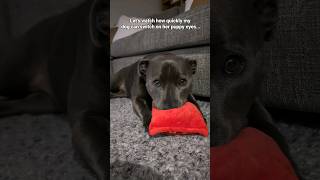 Puppy Eyes 101 😂 bluestaffy dog englishstaffy [upl. by Annelise488]