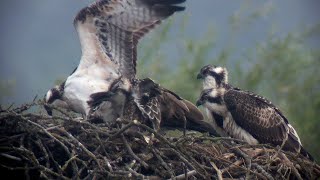 Juvenile Ospreys Fledging  Rutland Water NR 2020 [upl. by Denman]