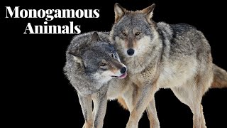 Monogamous Animals I Exploring the Fascinating World of Faithful Partnerships [upl. by Olivann]