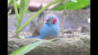 Redcheeked Cordonbleu Finch [upl. by Jenny]