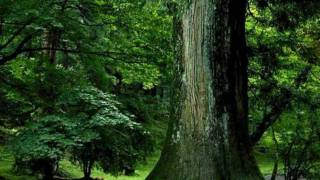 Walther von der Vogelweide  Under der Linden [upl. by Ayatnahs]