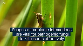 Pathogenic fungi interact with the host microbiome as an effective biopesticide [upl. by Rivers]