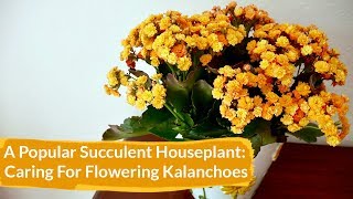 How to Care for Flowering Kalanchoes Indoors  Joy Us Garden [upl. by Ventre]