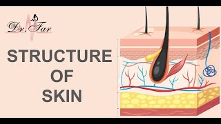 lesson 1 Structure of the Skin [upl. by Gow]