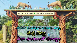 mahabubnagar tree 🌲 pillala marri tree mahabubnagar in Telangana pillala marri chettu [upl. by Nodnart]