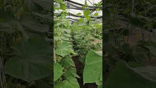 cucumber parthenocarpiccucumber polyhouse shortsvideo [upl. by Suryt36]