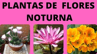 PLANTAS DE FLORES NOTURNA [upl. by Adlesirk668]