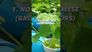 3 Benefits of Hydroponics  Urban Farming [upl. by Philipps921]