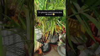 Gardening funny reels  dukh 🥲 plantsplant parent areca palm  soil  urban gardening  jungle [upl. by Cynthy]