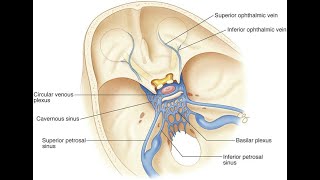 The Superior Petrosal Sinus amp The Inferior Petrosal Sinus [upl. by Fisken]