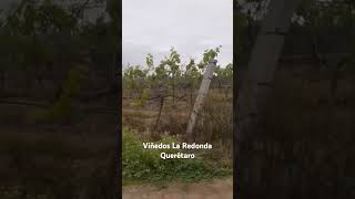 Viñedos La Redonda Querétaro México [upl. by Jemmie58]