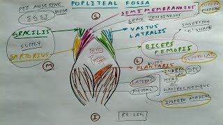 Popliteal fossa  1  TCML [upl. by Eyde]