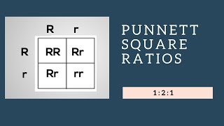 Genotypic Ratios and Phenotypic Ratios for Punnett Squares [upl. by Sachi]