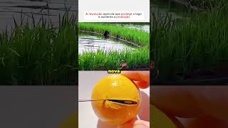 INCRÍVEL fazenda flutuante de ARROZ no lago Como isso FUNCIONA curiosidades shorts viralvideo [upl. by Lizbeth]