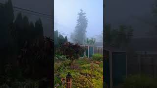 Foggy morning backyard garden September 21 2024 gardening garden flowers flowergarden nature [upl. by Adihsaar]